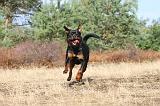 ROTTWEILER 033